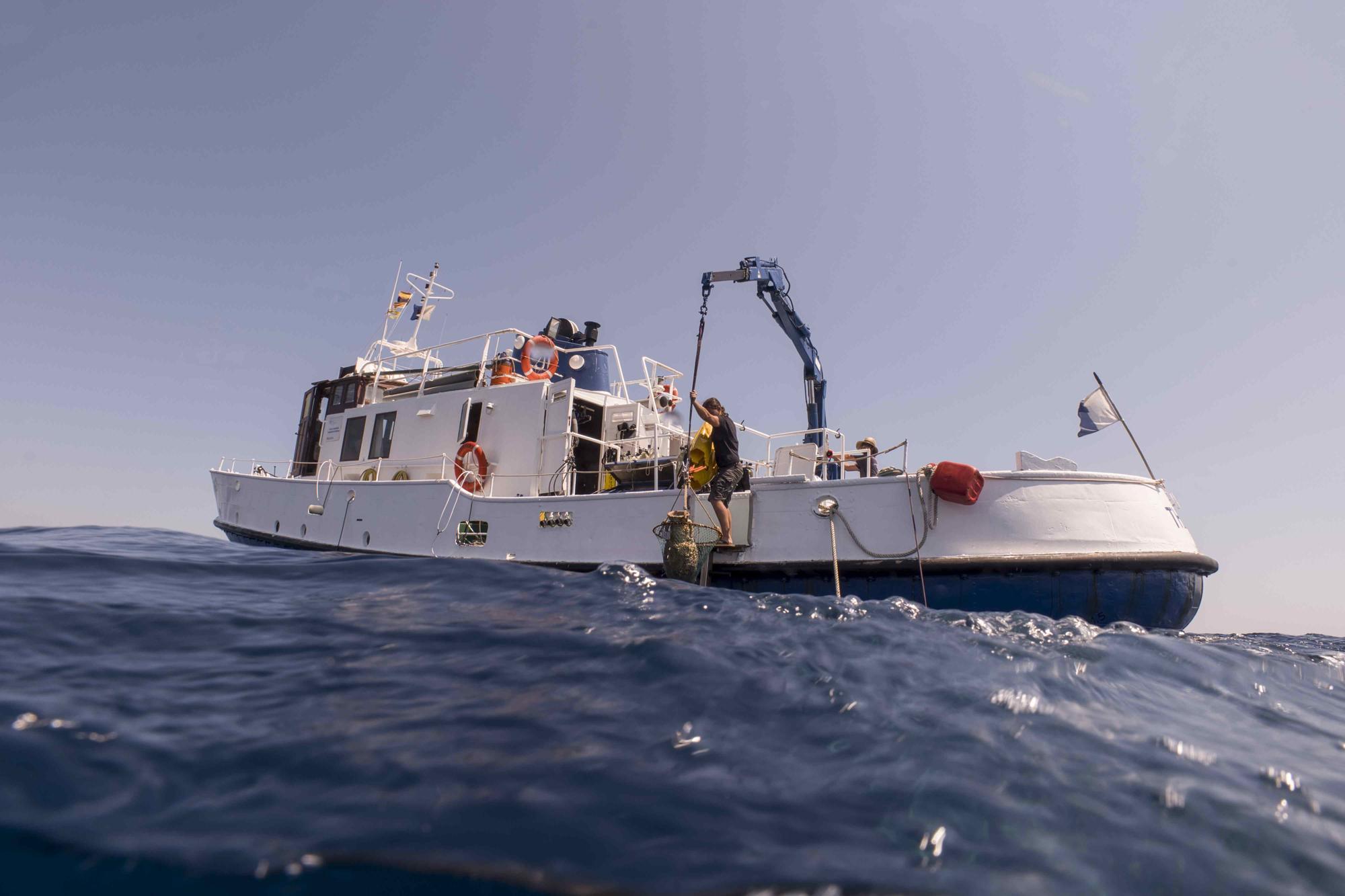 Recuperen àmfores amb peix de fa 2.000 anys al vaixell romà enfonsat a les illes Formigues