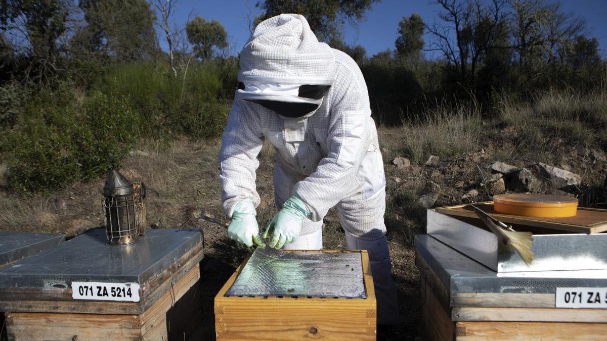 El apicultor Christian Mannu Rodríguez abre una de sus colmenas en Fonfría.