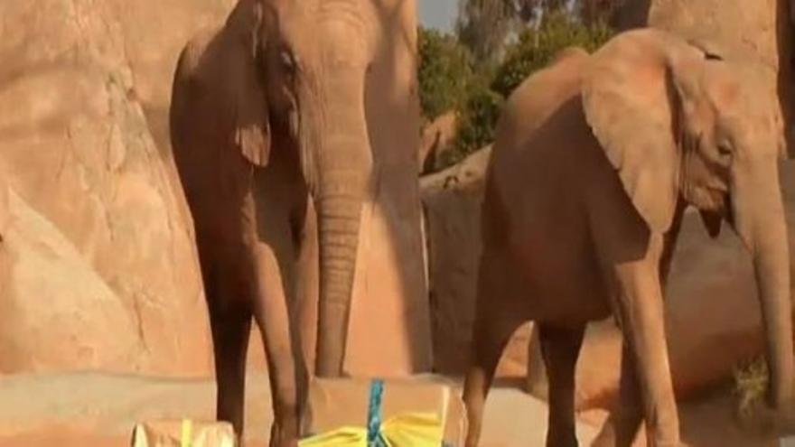 Los Reyes Magos visitan Bioparc