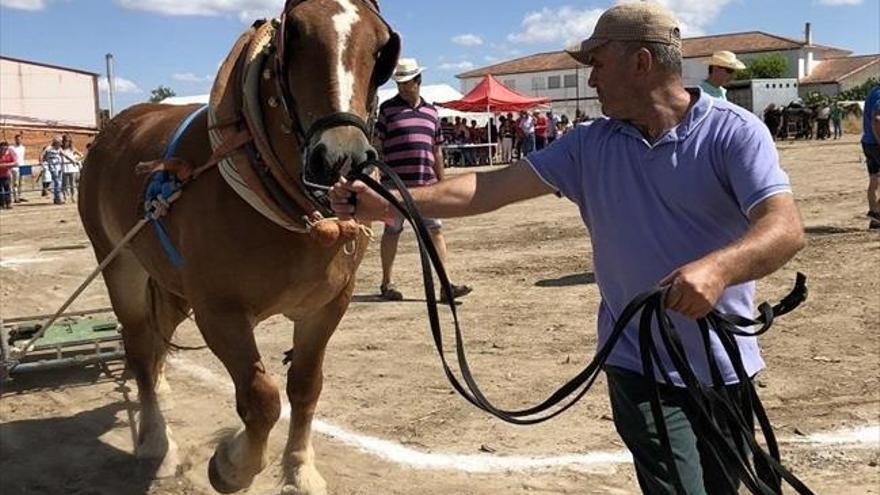 Un concurso de arrastre pone el colofón a la feria Agrovap