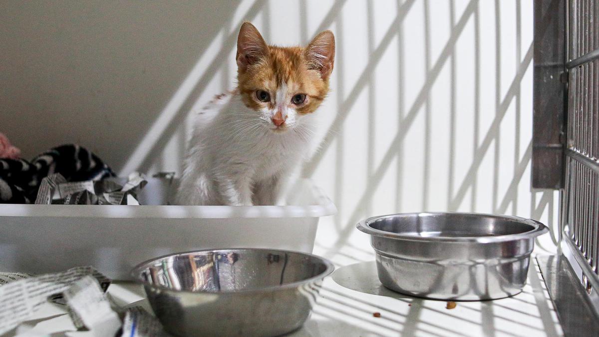 El calor también afecta a las mascotas