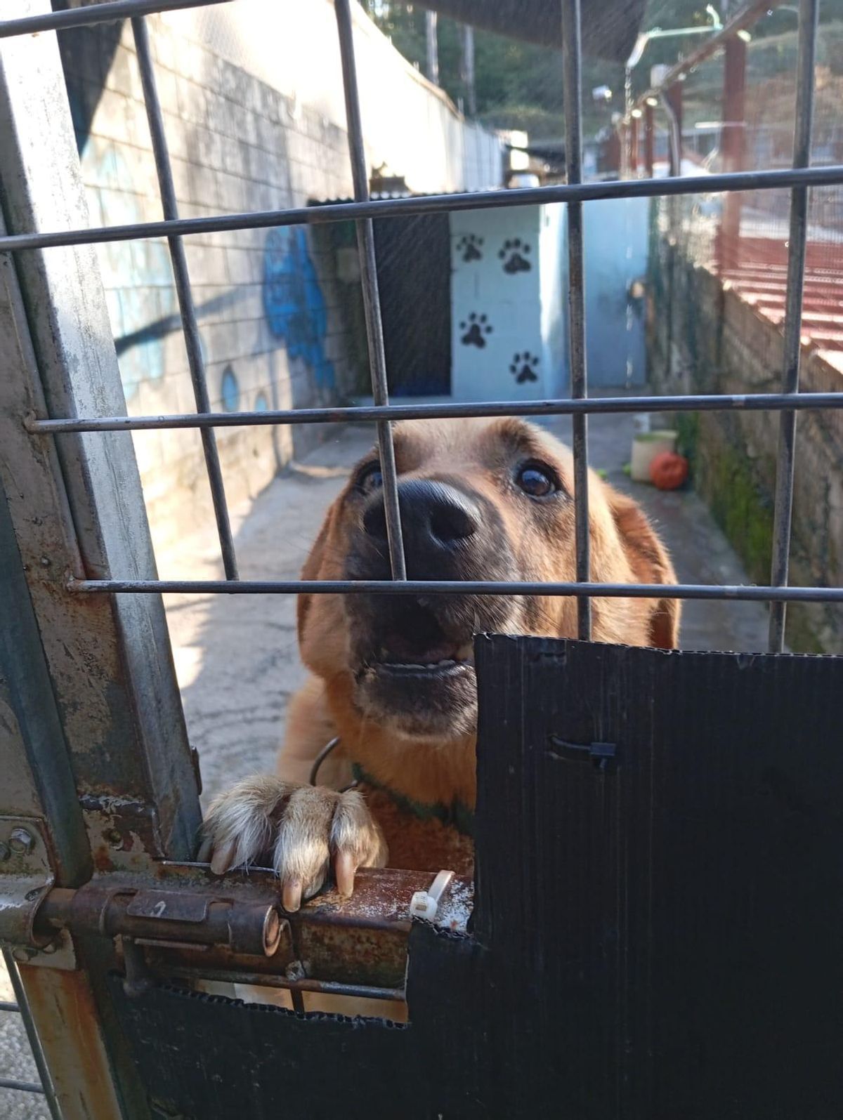 “Ney”, en su celda de la Protectora de Animais do Morrazo, en Broullón (Moaña).