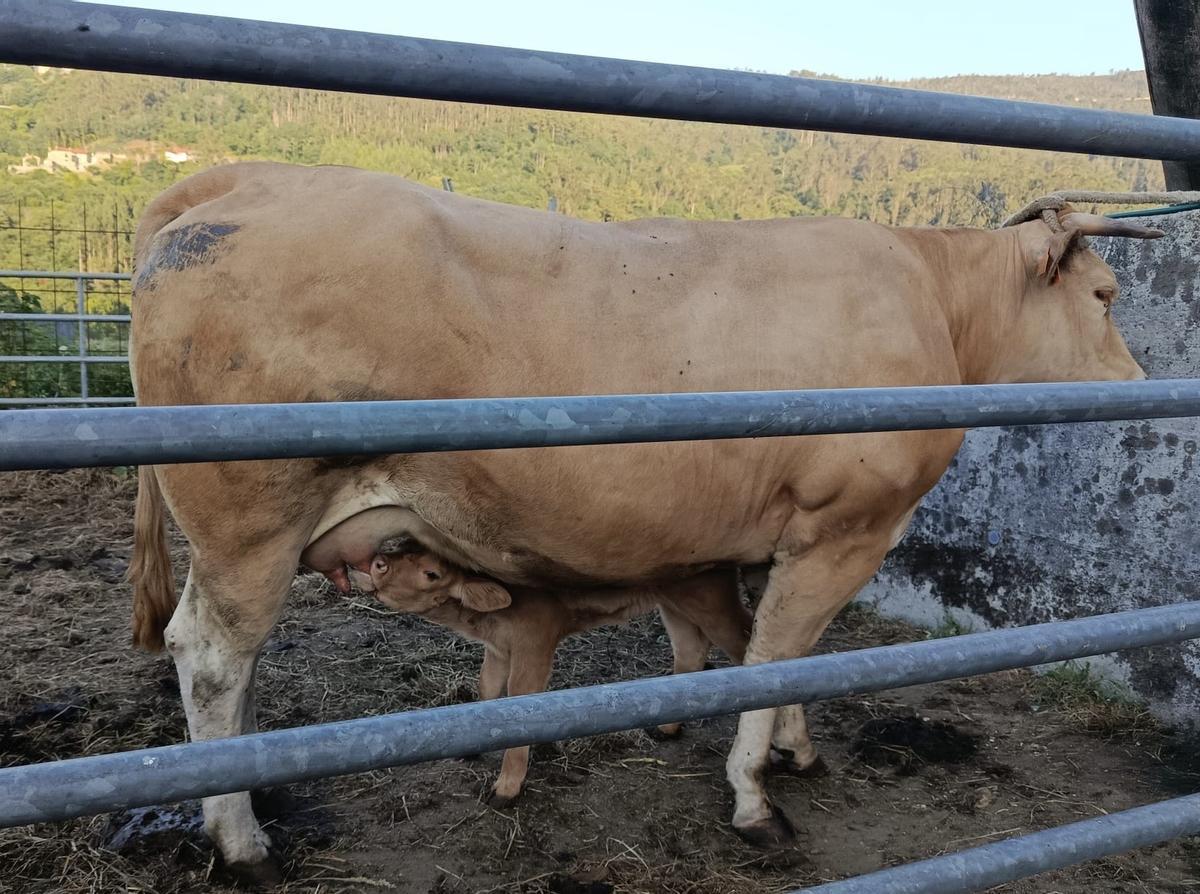 Una vaca amamanta a su ternero