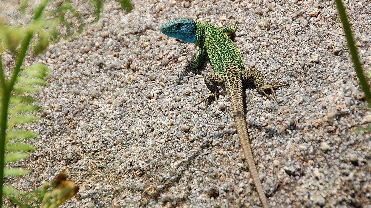 Lagarto verdinegro.