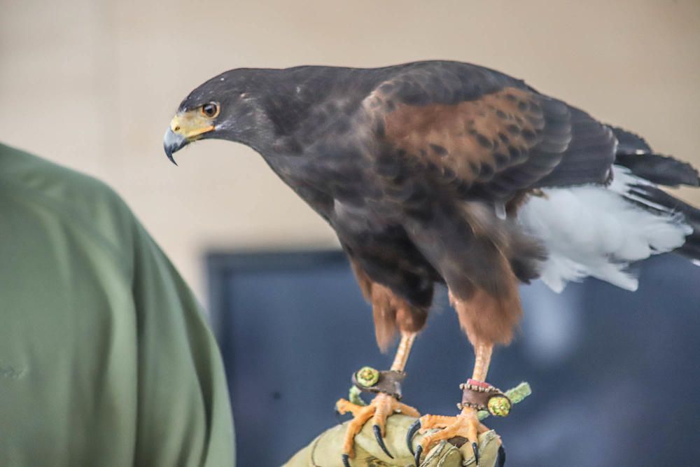 Aves rapaces forman parte de un programa educativo