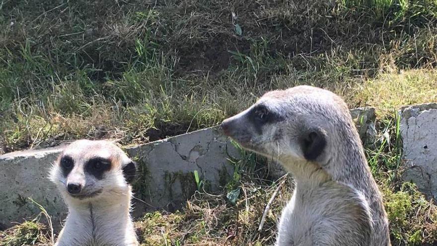 La pareja de suricatos, &quot;Lola&quot; y &quot;Tyson&quot;, ayer, en &quot;El Bosque&quot;.