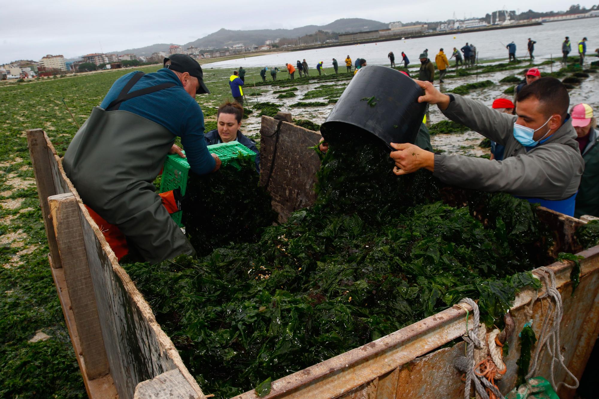 Espectacular invasión de algas en la playa Compostela