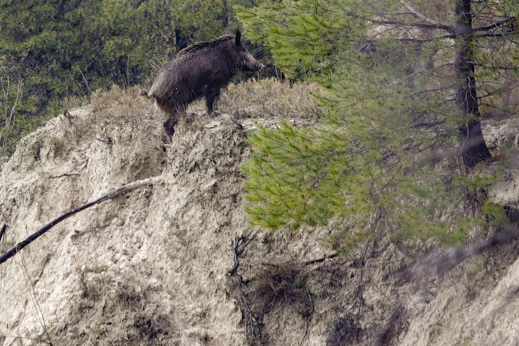 Las lluvias agravan el riesgo de derrumbes en el barranco de Benillup