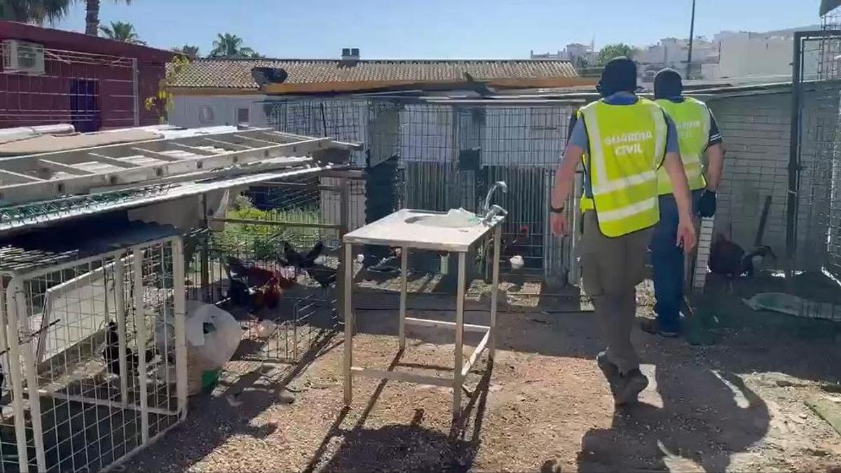 Un momento de la inspección del criadero desmantelado en Alhaurín el Grande.