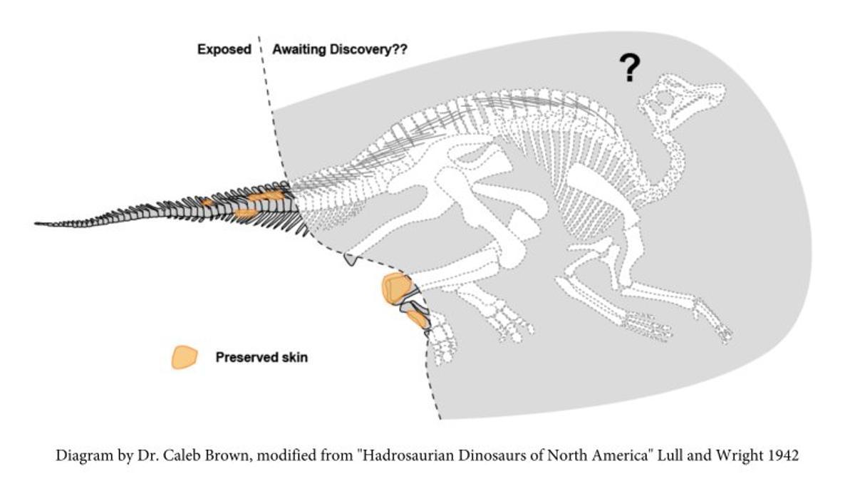 Este diagrama muestra los fósiles de hadrosaurio actualmente expuestos y la orientación potencial del esqueleto del animal, si se conserva dentro de la roca.