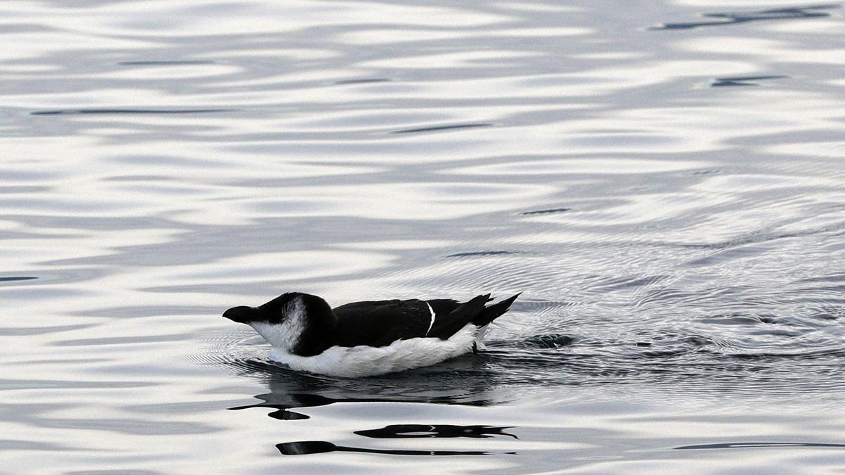 La misteriosa arribada massiva d’ocells semblants a pingüins al Mediterrani