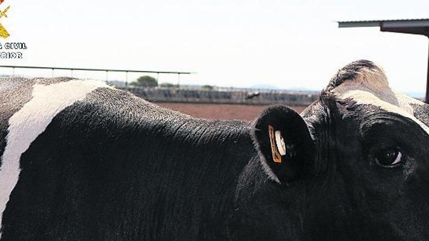 Imagen de la vaca facilitada por la Guardia Civil.