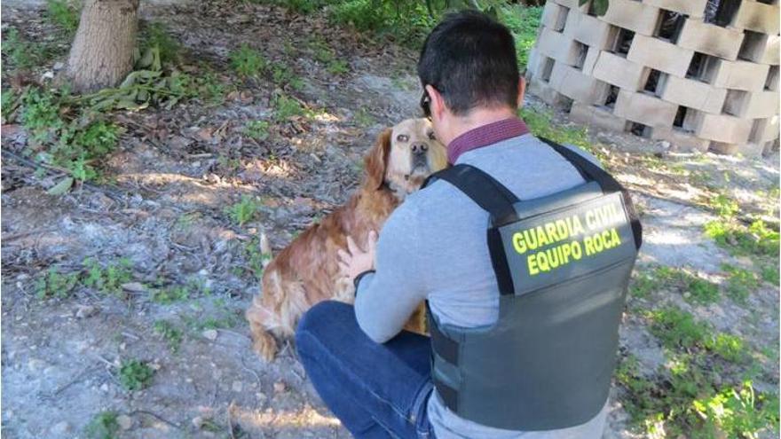 Detenido en Ondara por dar una paliza al perro de la finca donde robaba aguacates