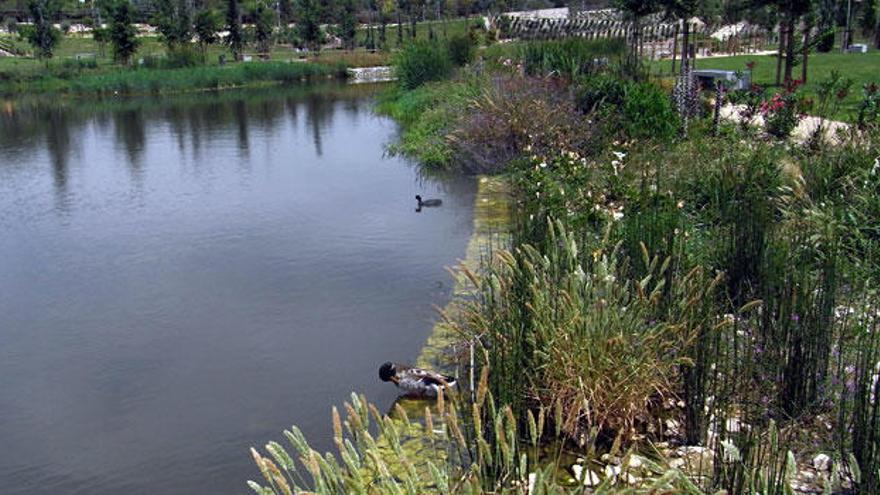 Orla de vegetación acuática en el estanque del parque La Marjal.