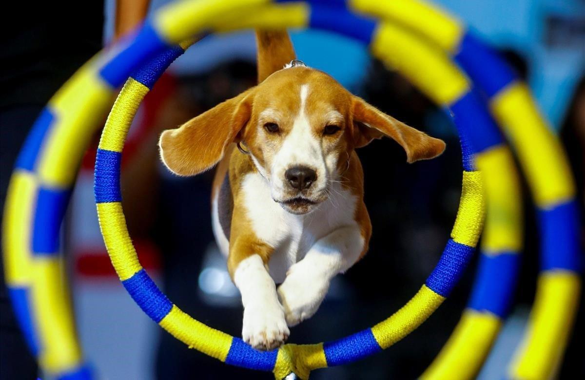 Un perro salta por un aro durante el concurso de talentos Thailand Pet Expo 2019 ( Exposición de mascotas de Tailandia 2019) este jueves en Bangkok. El evento se celebra del 30 de mayo al 2 de junio de 2019 y en él propietarios de mascotas exponen las habilidades de sus animales, mientras que vendedores ofrecen distintos producto para su cuidado.