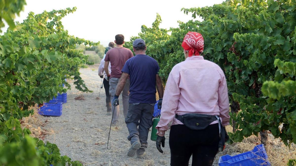 Montilla-Moriles se prepara para la recolección generalizada de la uva Pedro Ximénez