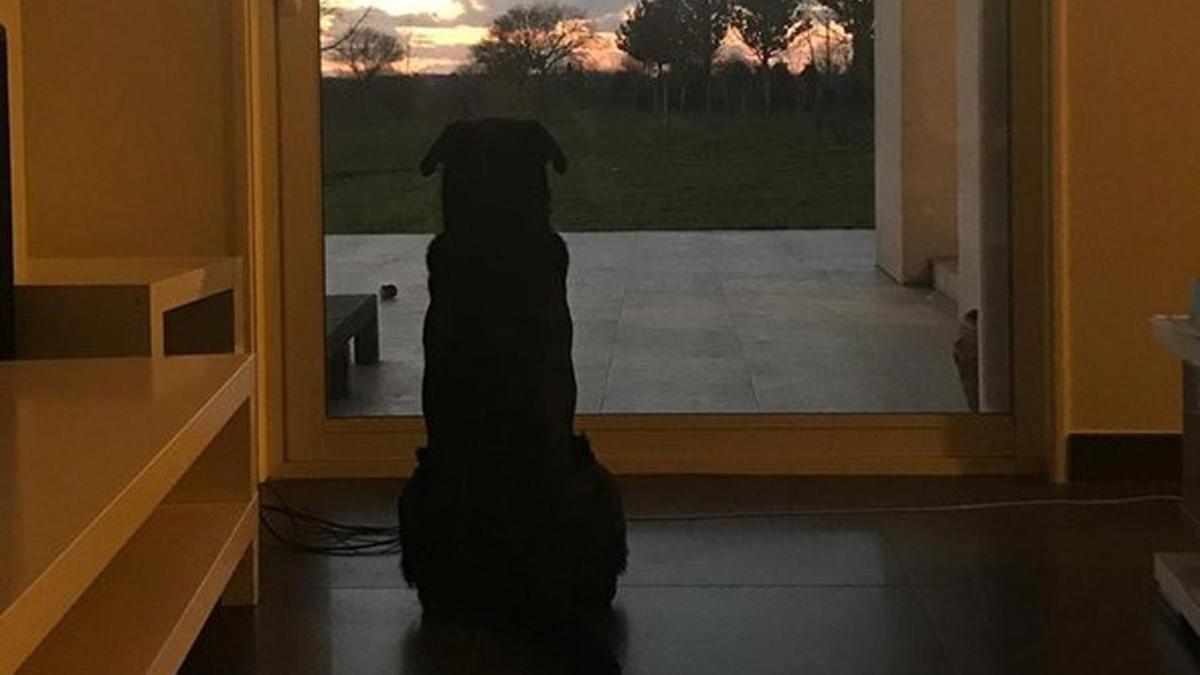 El perro de Emiliano Sala, junto a la ventana