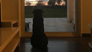 perro-emiliano-sala