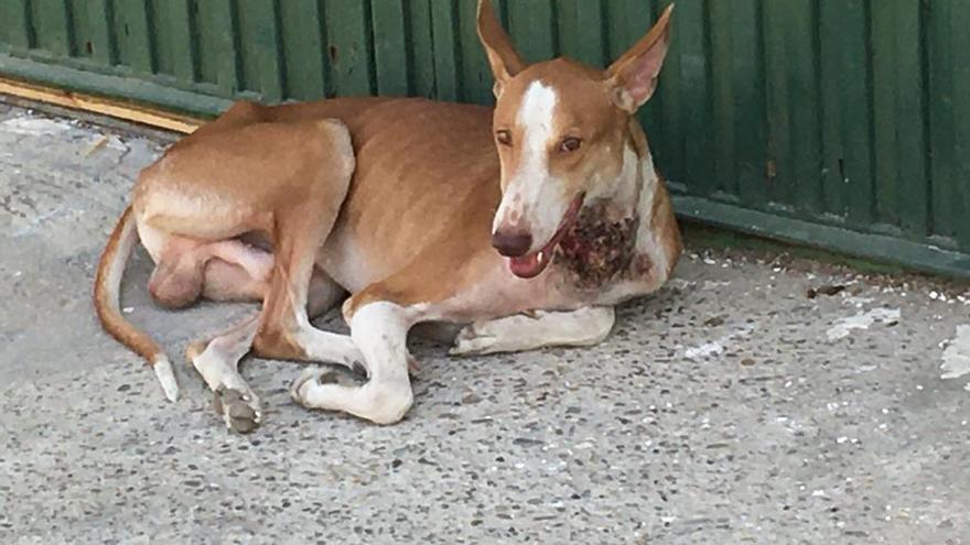 Imagen de uno de los perros, en la explotación de ganado caprino en Aguilar.