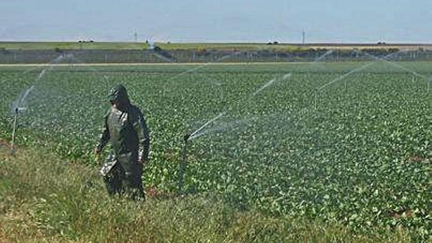 Un agricultor regando una tierra de remolacha.