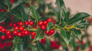 La planta de Navidad con bolitas rojas que todos quieren tener en casa