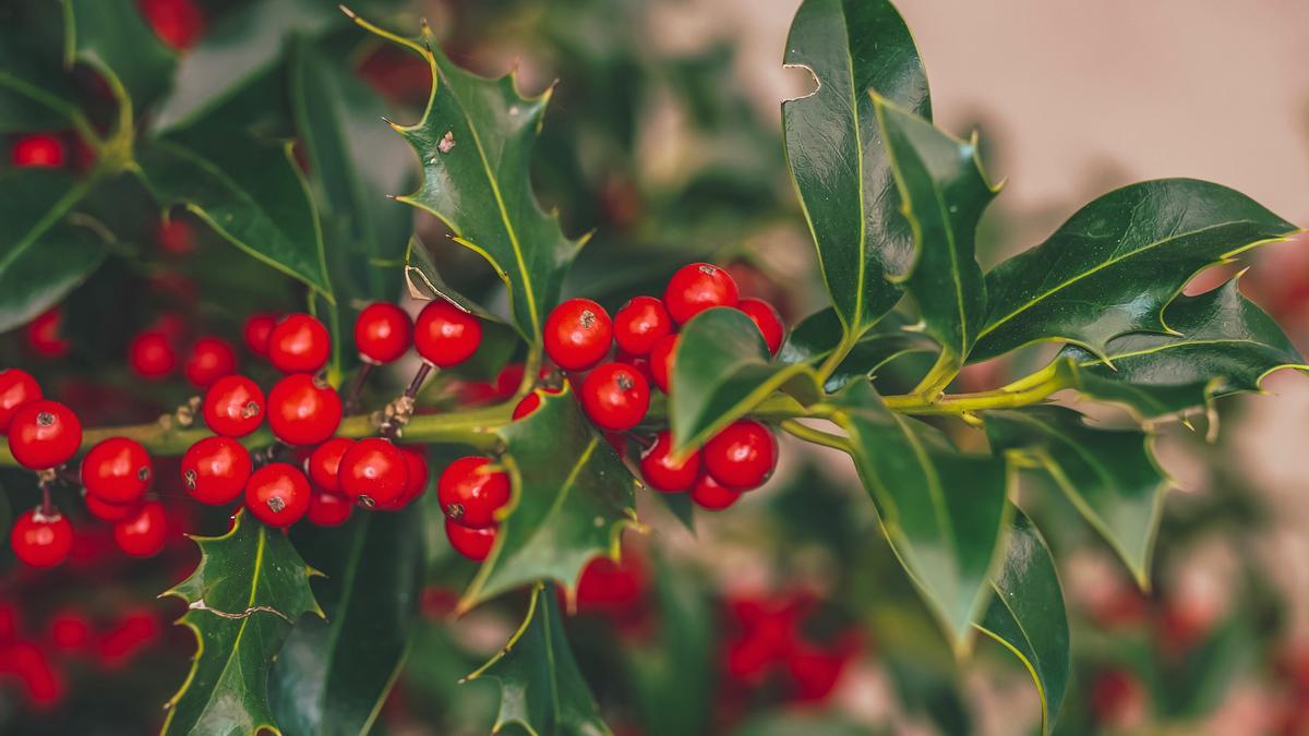 El acebo es una de las plantas más típicas de la Navidad.