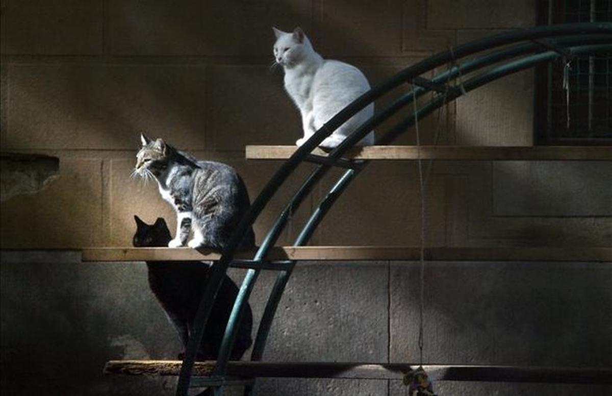 Gatos en una plaza de Ciutat Vella.