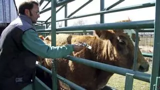El Ministerio de Agricultura restringe el movimiento de animales en Extremadura por la lengua azul