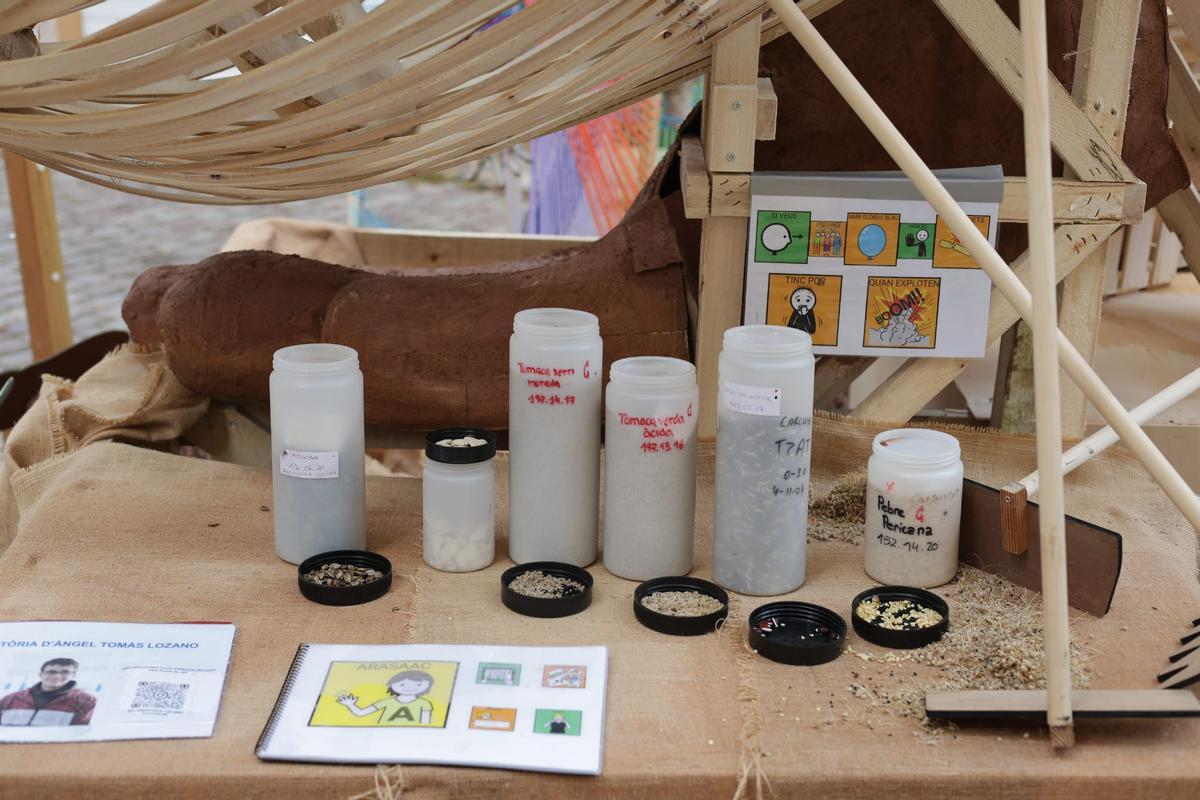 Muestra de semillas recuperadas en la Estación Agraria de Carcaixent en la falla alzireña.