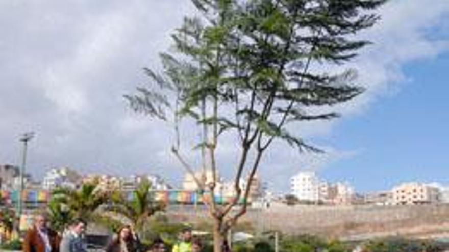 Arriba, echando tierra al árbol, en el parque de Las Rehoyas. Detrás, de izq. a dcha., Campoamor, Romero y Viera. Debajo, el público asistente. i Y. SOCORRO