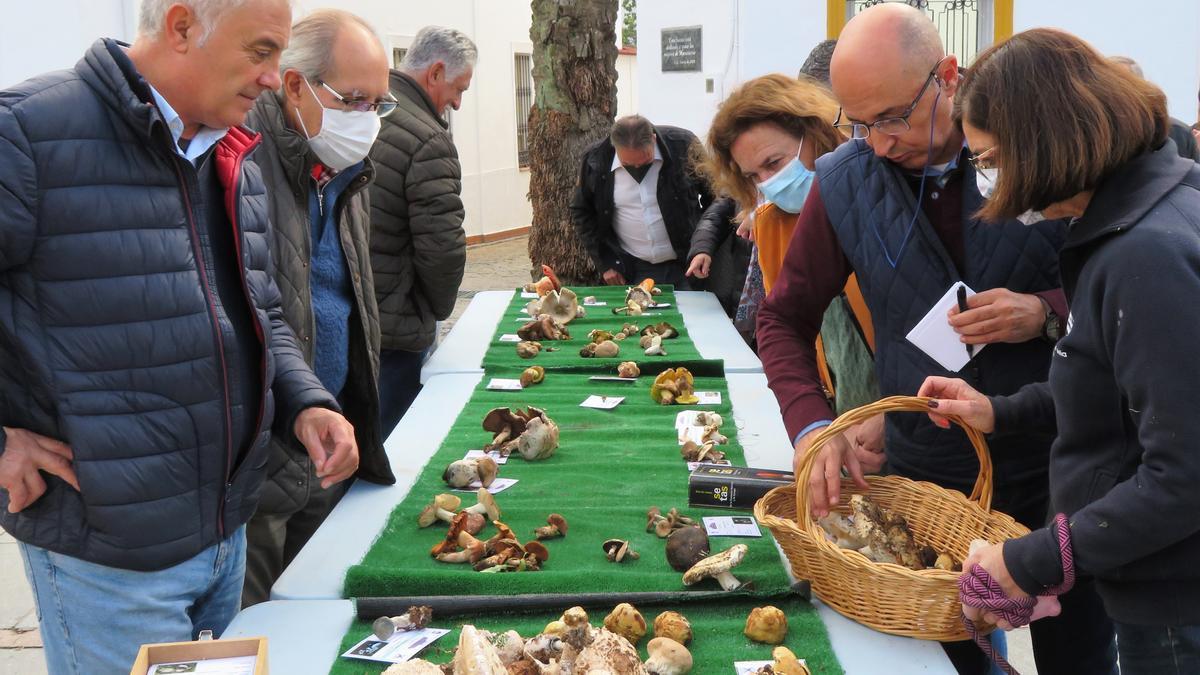Exposición micológica con las 105 variedades recogidas en la zona