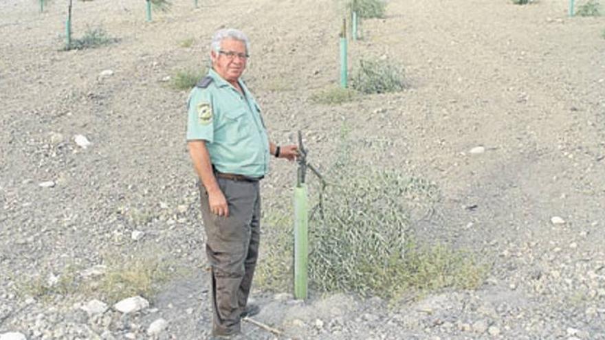 Unos delincuentes destrozan una finca con más de 300 olivos