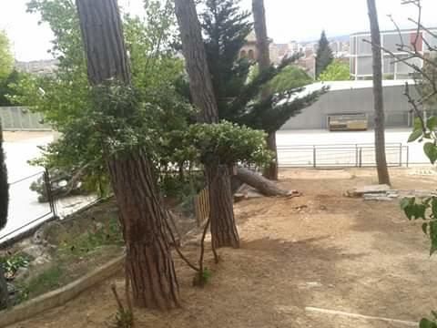 Cau un pi de grans dimensions al pati de l'escola Annexa de Girona