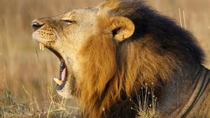 Un león bosteza en el parque nacional de Nairobi, en Kenia.