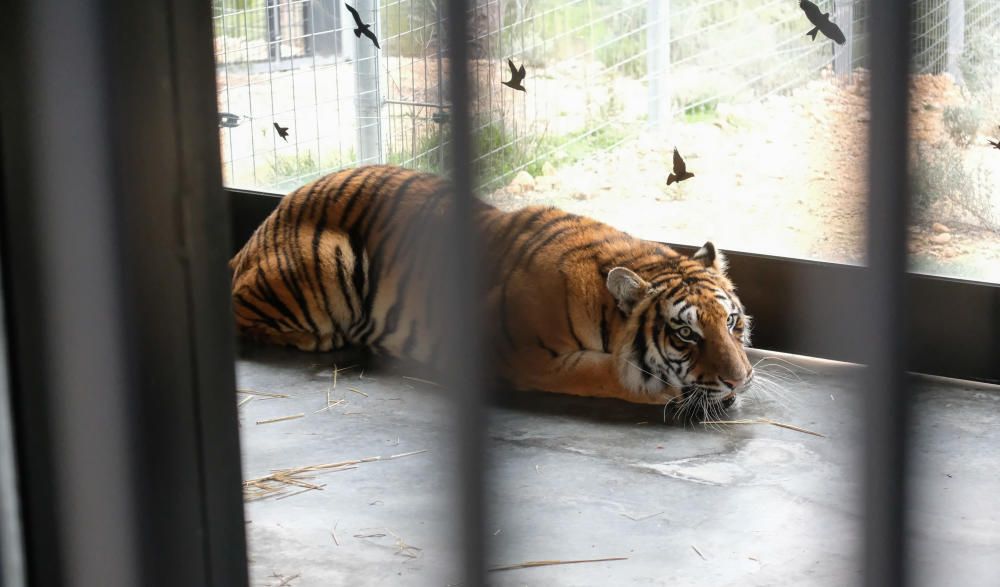 Al rescate de los tigres en Polonia