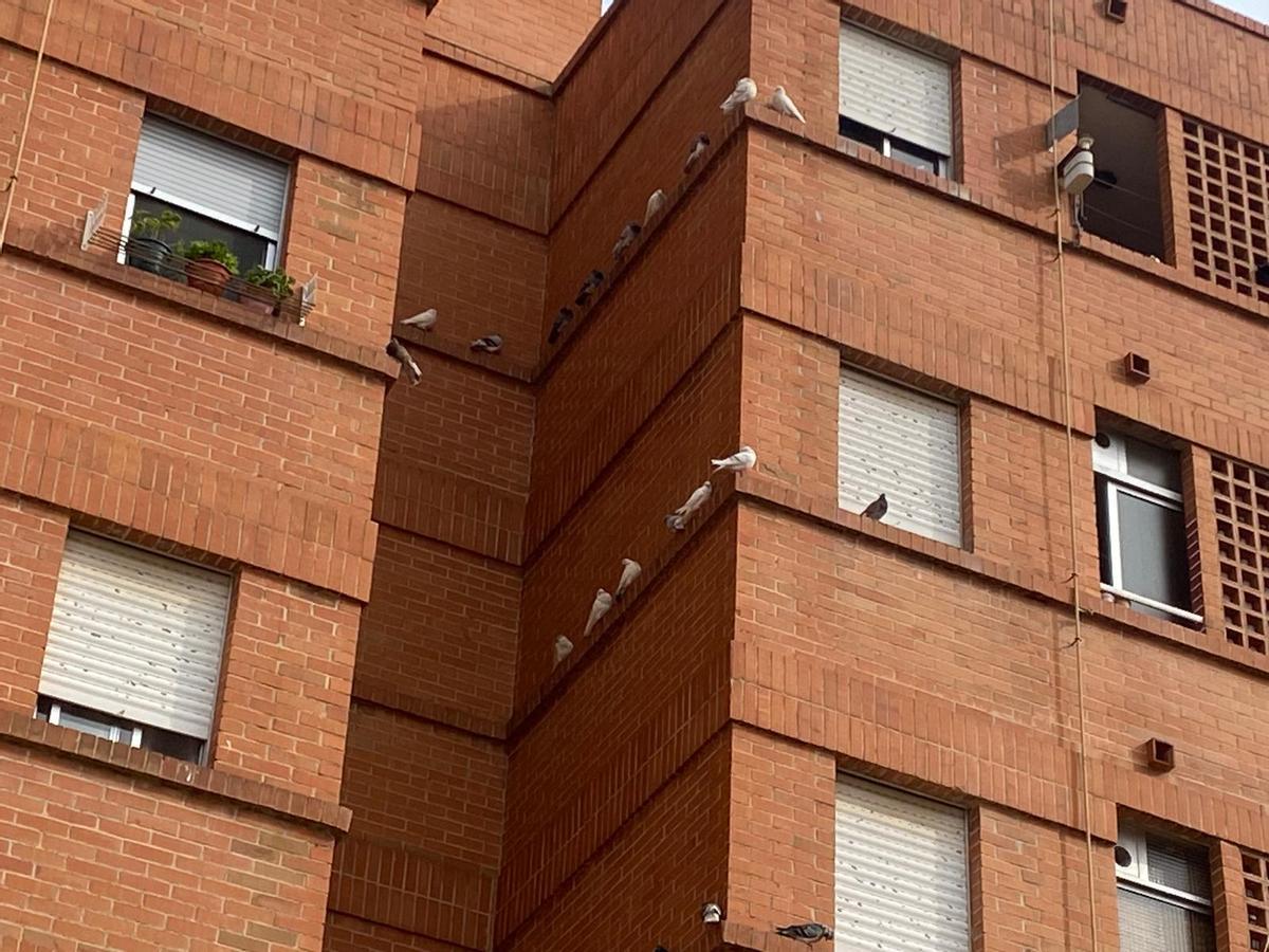 Palomas sobre una fachada de Burriana.