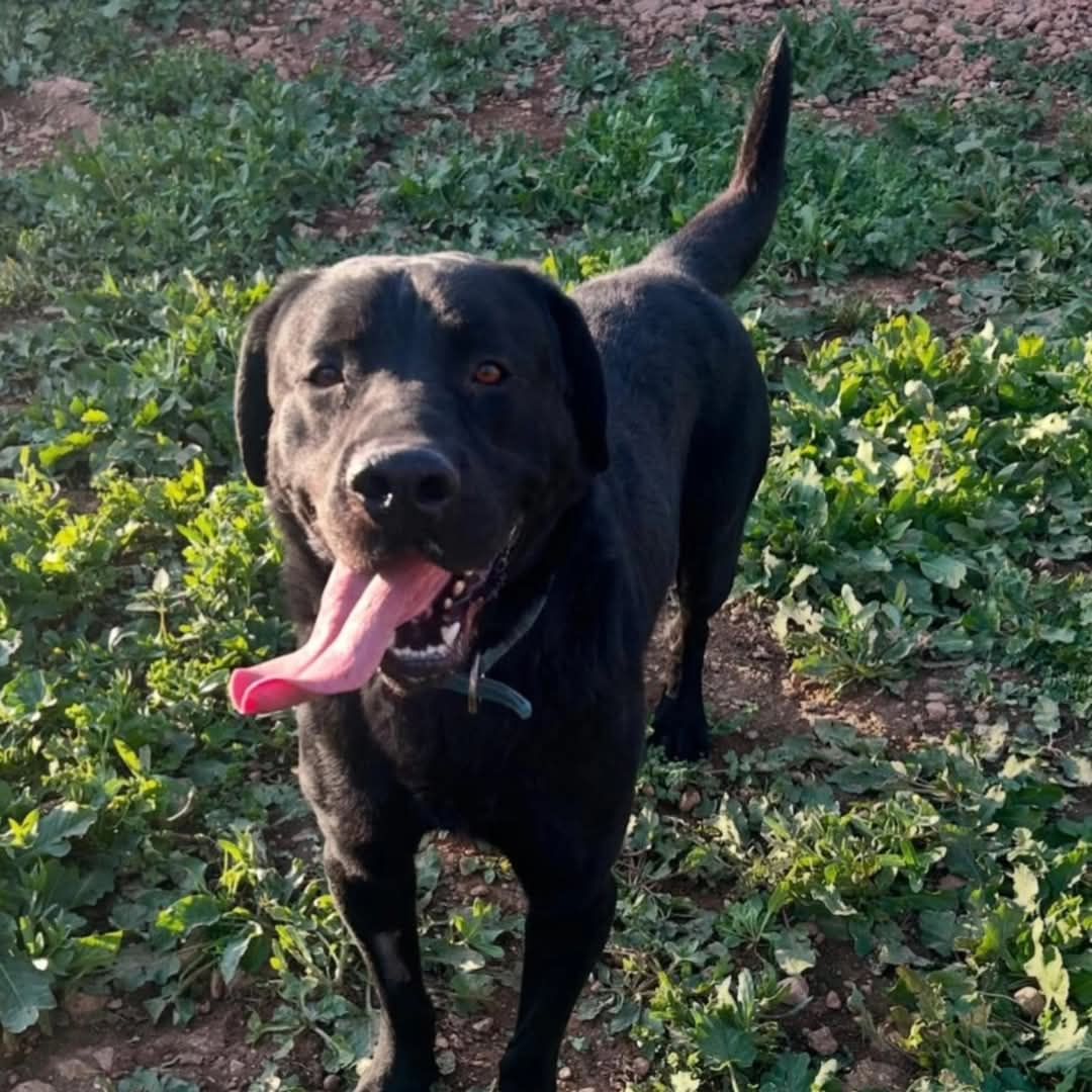 Algunos de los perros que se encuentran en Son Reus para ser acogidos