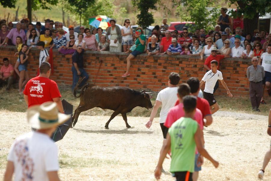 Fiestas en Zamora: Espante de vacas en Fuentesaúco