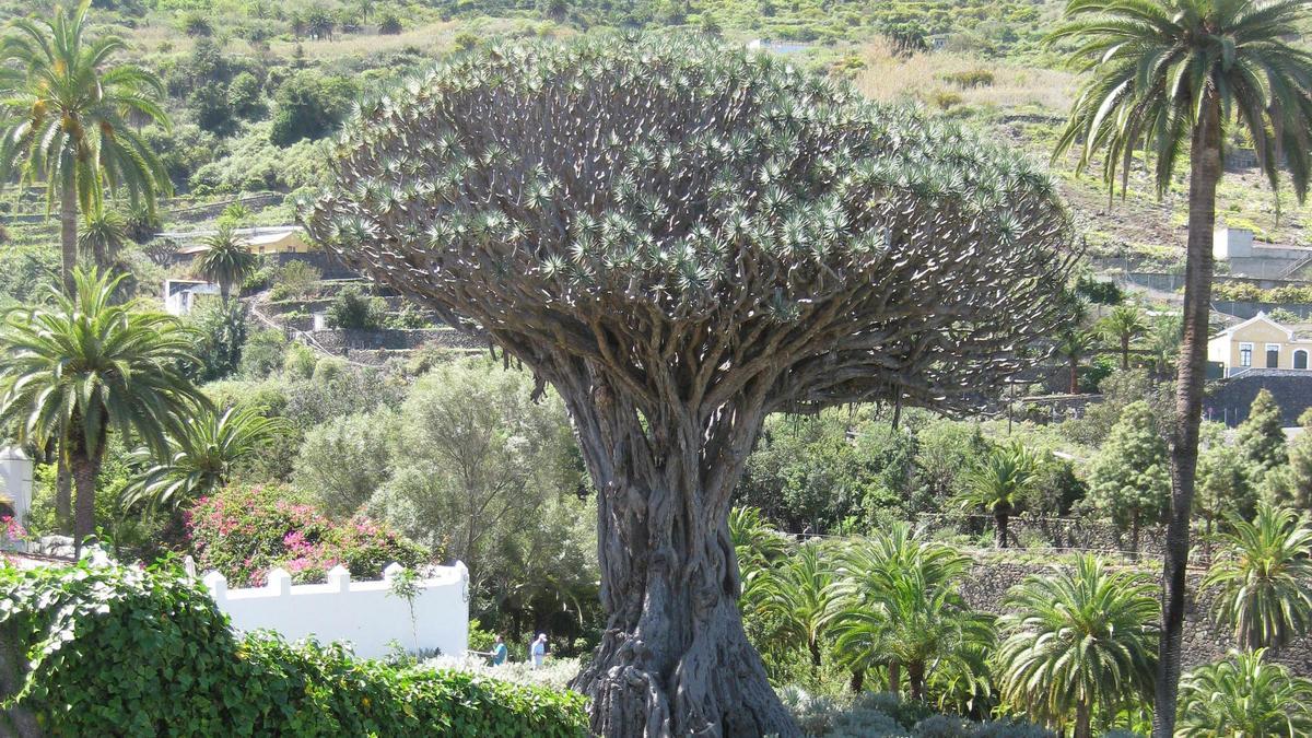 Drago Milenario d’Icod de los Vinos, Tenerife.