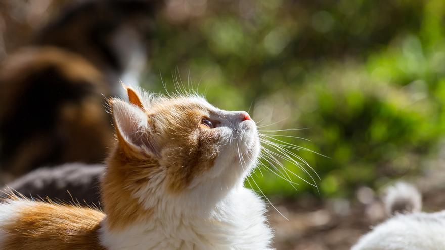 10 actividades que los gatos adoran hacer