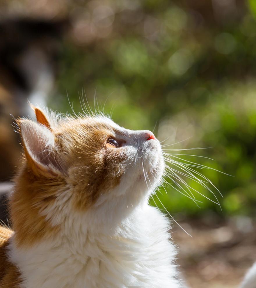 10 actividades que los gatos adoran hacer