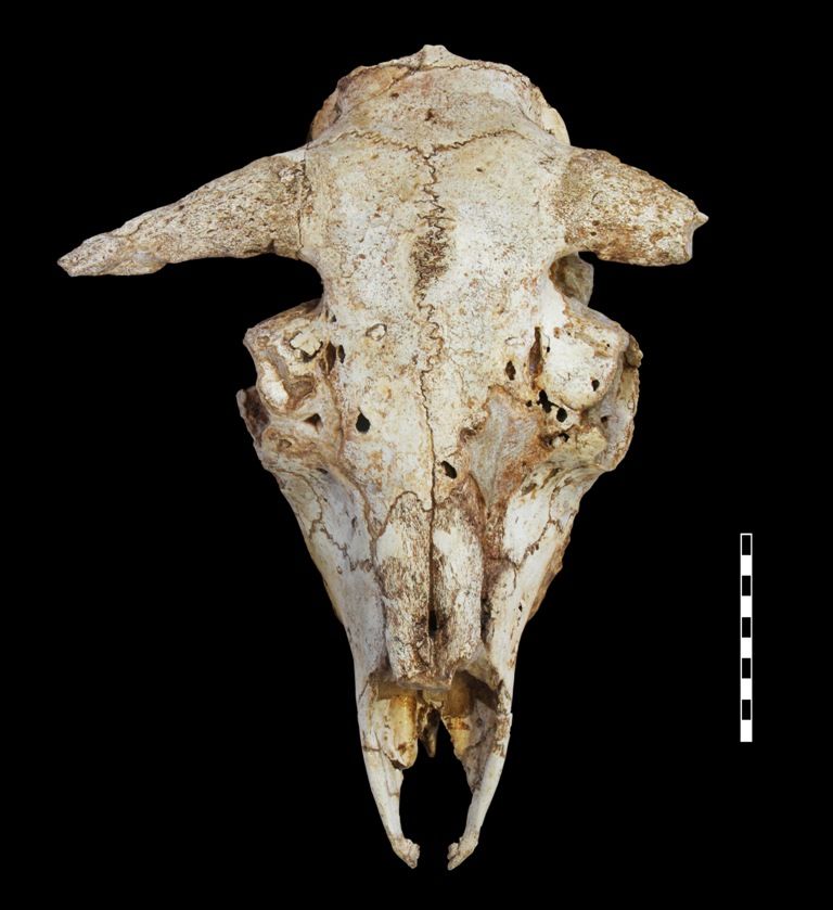 Investigadores asturianos descubren fósiles de buey almizclero de hace 35.000 años en Picos de Europa