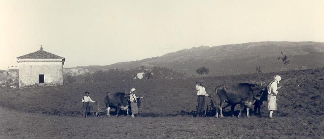 Imagen histórica de las primeras siembras en la finca de la Misión Biológica de Galicia en Salcedo. |  // CSIC