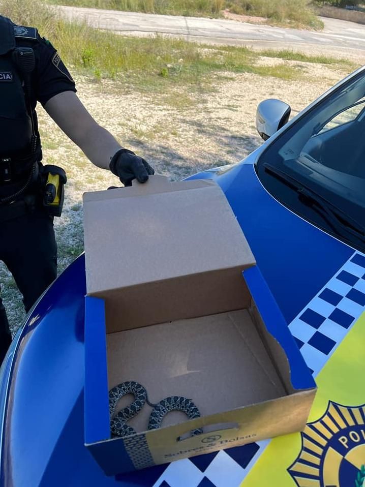 Un agente de la Policía Local de Monóvar mostrando la culebra tras su captura.