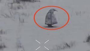 Así luce el disfraz de pingüino de la armada rusa, detectado por una grabación operativa ucraniana