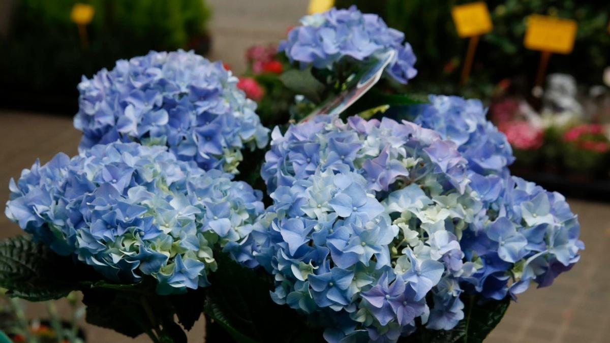 Hortensias azules.