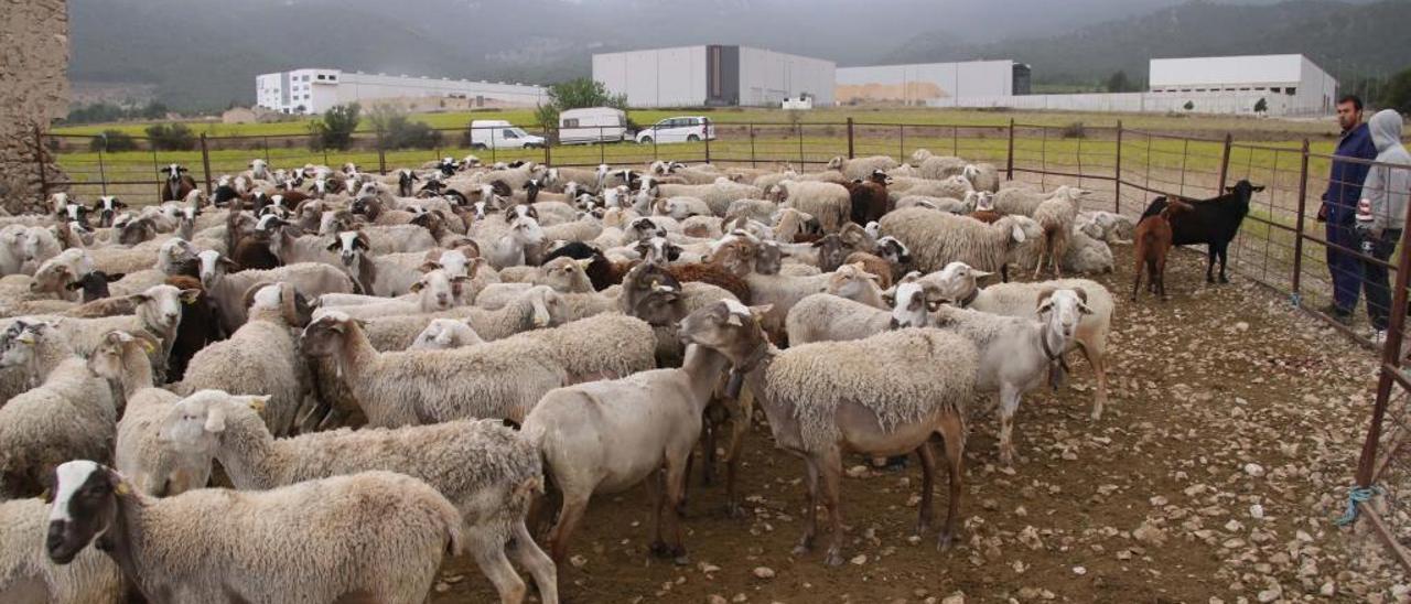 Un ganadero se instala con sus 450 ovejas en terrenos del polígono de Tibi para pasturar