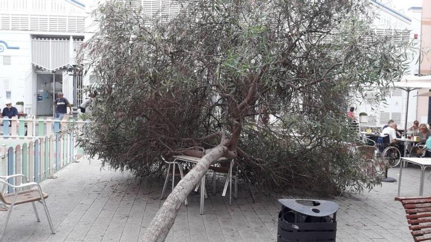 Cae un árbol en la plaza del mercado de Vinaròs
