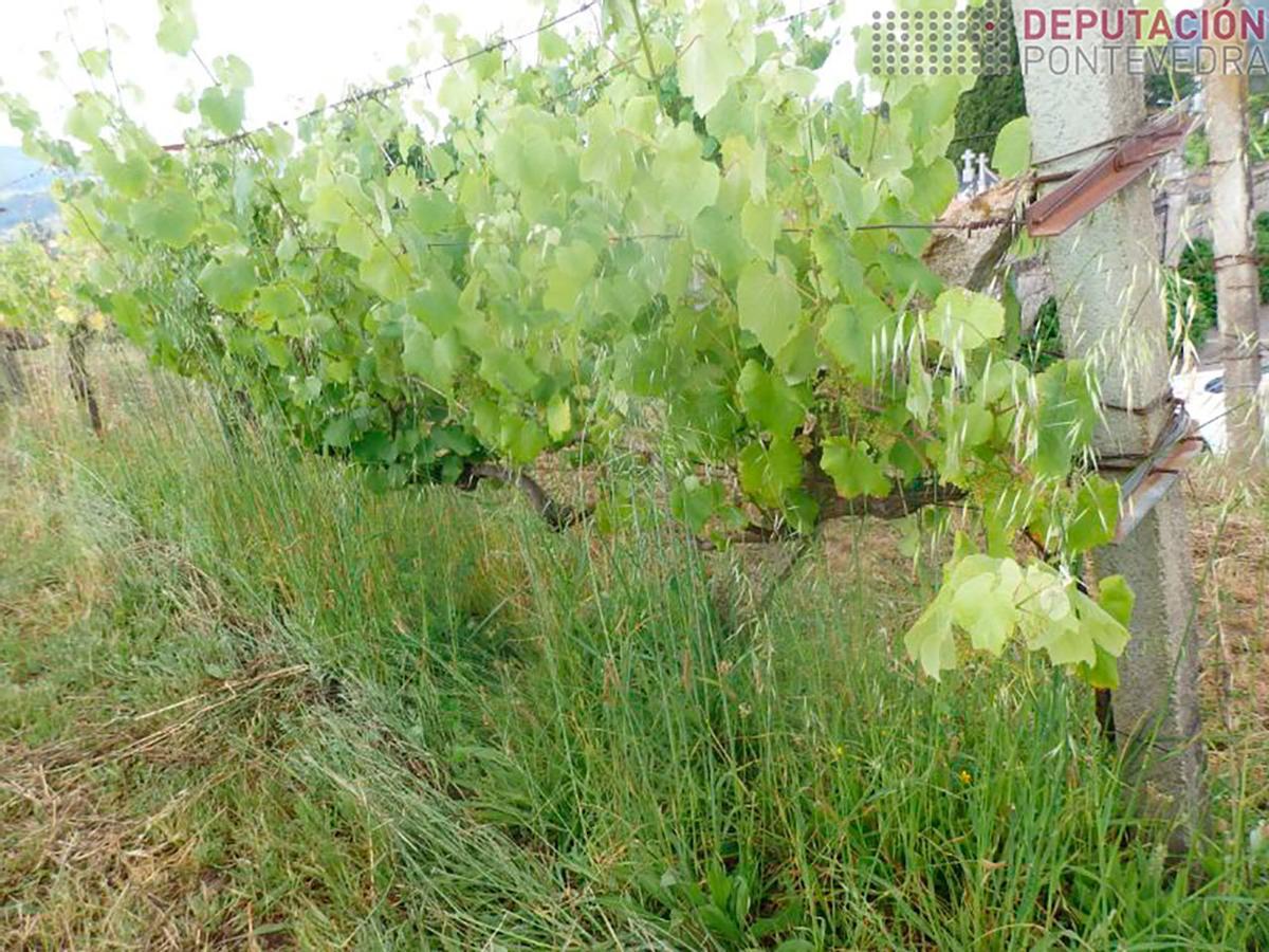 En algunas zonas la vegetación del suelo llega a superar la altura de las cepas.