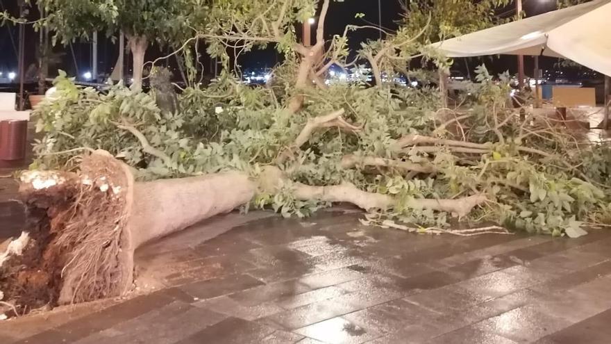 Las fotos de los árboles caídos en Ibiza por el temporal